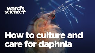 Caring and Culturing for Daphnia [upl. by Fran]