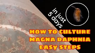 How to Culture Magna Daphnia Easily [upl. by Hubey]