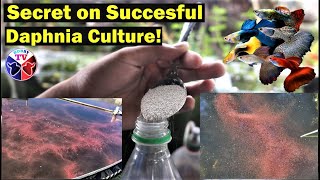 How to Culture Daphnia Successfully [upl. by Aynom743]