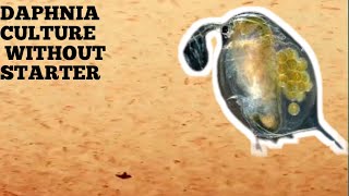 HOW TO CULTURE DAPHNIA NATURALLY WITHOUT A STARTER [upl. by Gariepy222]