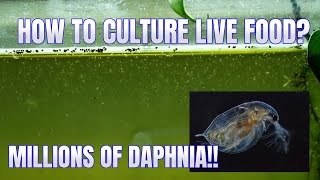 How to Culture Daphnia Secret Method to Breed MILLIONS  Simply Aquatic [upl. by Anehc]