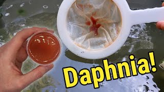 How I Culture Daphnia In Outdoor Tubs [upl. by Alded]