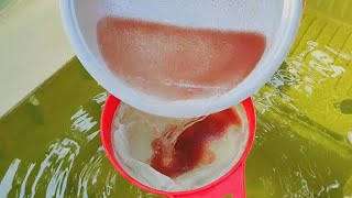 How to culture daphnia  Daphnia culture  How to grow daphnia outdoor [upl. by Latsirk]