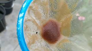 How to culture daphnia moina in a small container Part 1 English Subtitle [upl. by Andi]