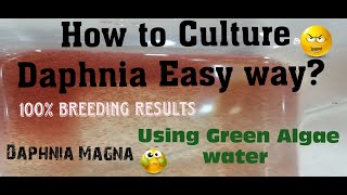 Daphnia MagnaHow to Culture Daphnia Easy wayCulturing Daphnia using Green water Daphnia [upl. by Dewees]