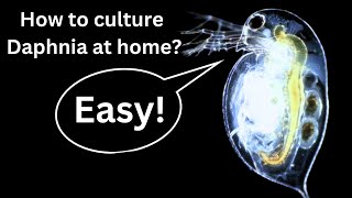 BEST Live Fish Food Beginner guide How to Culture Daphnia at home [upl. by Esilram88]