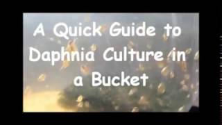 How to culture daphnia outside [upl. by Ahsienaj]