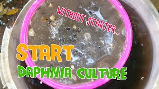 How to culture daphnia moina the easy way 1  Starting the Daphnia culture [upl. by Katherin766]