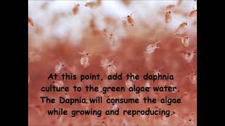 Daphnia  How to grow daphnia in your home [upl. by Muscolo]