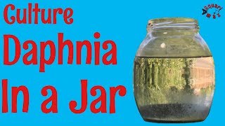 How to Culture Daphnia in a Jar [upl. by Northington]