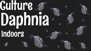 How to Culture Daphnia [upl. by Iarahs]