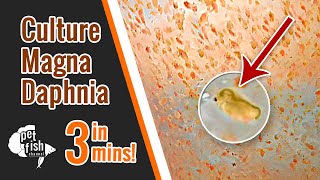 How to culture DAPHNIA MAGNA  The easy way [upl. by Melamed774]