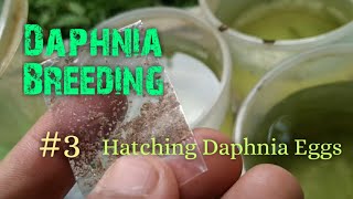 Daphnia Culture made simple and easy 3  Hatching Daphnia eggs [upl. by Tichon]