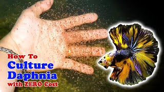 How to Culture Daphnia with ZERO Cost  Unlimited Live Food For Our Fish [upl. by Manda]