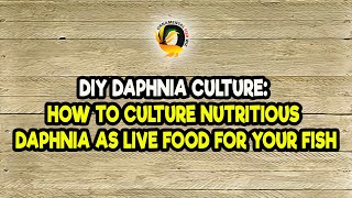 DIY Daphnia Culture How to Culture Nutritious Daphnia as Live Food for Your Fish [upl. by Crompton]