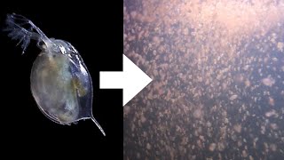 How I Culture Daphnia [upl. by Amehr]