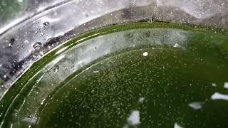 DAPHNIA MOINA CULTURE IN A SMALL BUCKET [upl. by Cleave804]