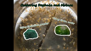 How To Culture Daphnia and Moinas using Green Water Spirulina powder [upl. by Rosario]