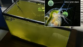 Raising Daphnia for the Freshwater Aquarium [upl. by Wilburt]