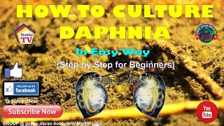 HOW TO CULTURE DAPHNIA In Easy Way [upl. by Alleira241]